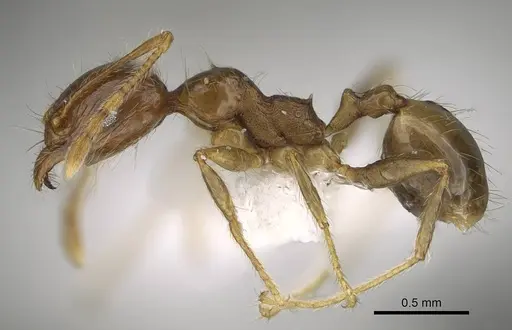 Pheidole megacephala specimen CASENT0919808 image casent0919808_3