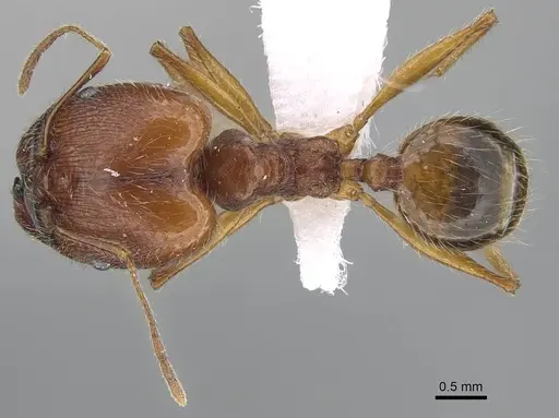 Pheidole megacephala specimen CASENT0922282 image casent0922282_1
