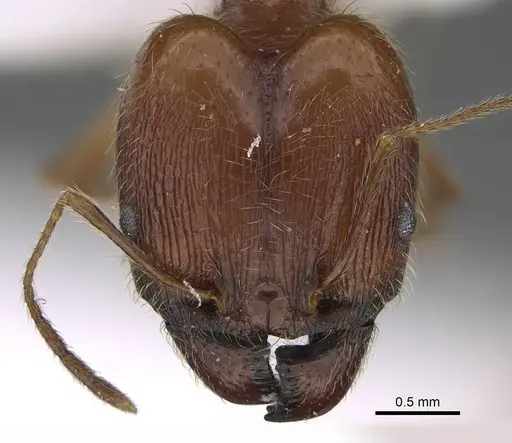 Pheidole megacephala specimen CASENT0922282 image casent0922282_2