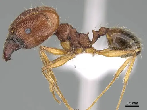 Pheidole megacephala specimen CASENT0922282 image casent0922282_3