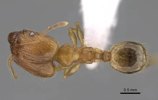 Pheidole megacephala specimen CASENT0922894 image casent0922894_1