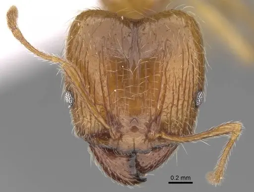 Pheidole megacephala specimen CASENT0922894 image casent0922894_2