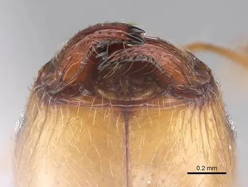 Pheidole megacephala specimen CASENT0922894 image casent0922894_3