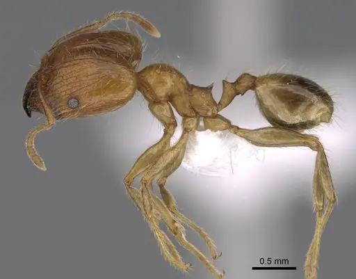 Pheidole megacephala specimen CASENT0922894 image casent0922894_4