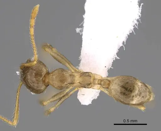 Pheidole megacephala specimen CASENT0922895 image casent0922895_1