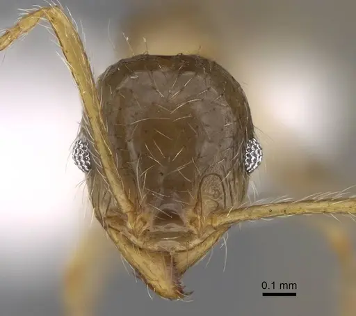 Pheidole megacephala specimen CASENT0922895 image casent0922895_2