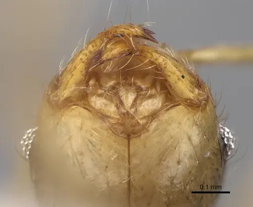 Pheidole megacephala specimen CASENT0922895 image casent0922895_3
