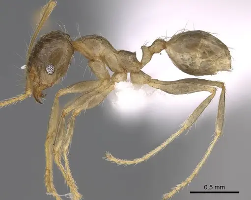 Pheidole megacephala specimen CASENT0922895 image casent0922895_4