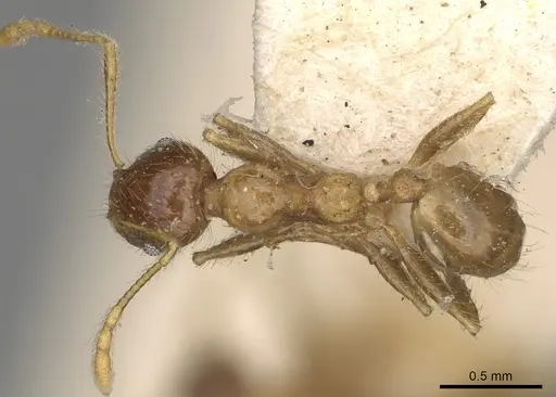 Pheidole megacephala specimen CASENT0923198 image casent0923198_1