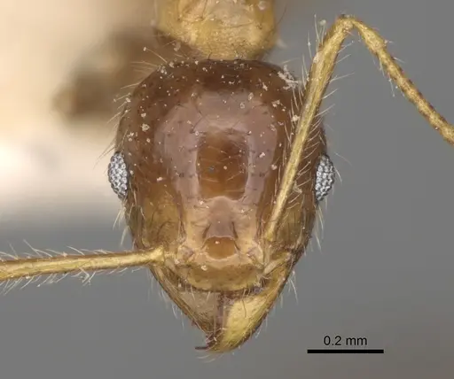Pheidole megacephala specimen CASENT0923198 image casent0923198_2