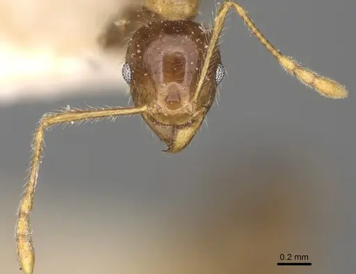 Pheidole megacephala specimen CASENT0923198 image casent0923198_3