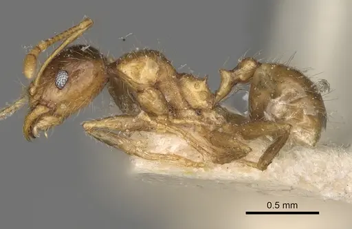 Pheidole megacephala specimen CASENT0923198 image casent0923198_4