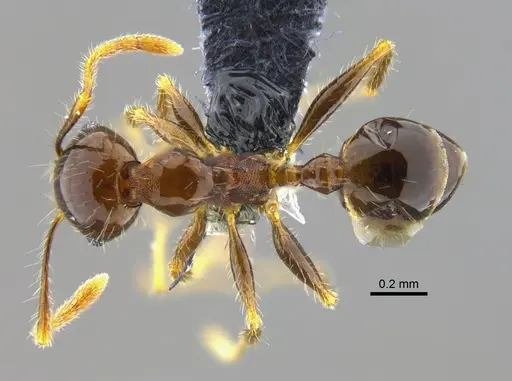 Pheidole megacephala specimen CBUMAGENT42040 image cbumagent42040_1