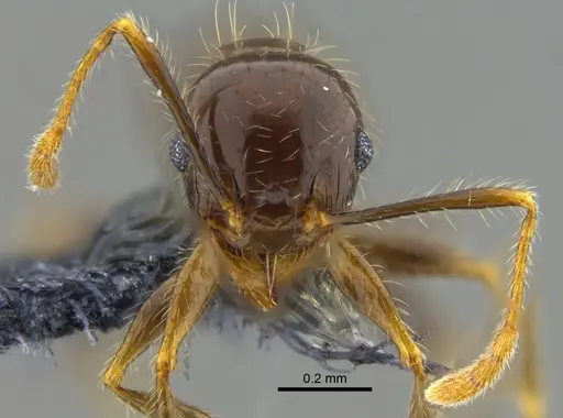 Pheidole megacephala specimen CBUMAGENT42040 image cbumagent42040_2