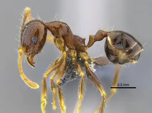 Pheidole megacephala specimen CBUMAGENT42040 image cbumagent42040_3