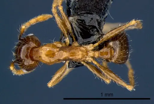 Pheidole megacephala specimen CSIRONC0177 image csironc0177_1