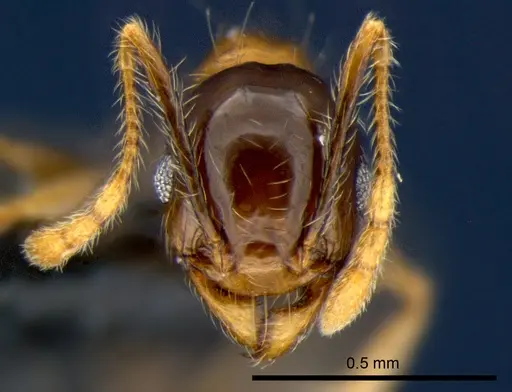 Pheidole megacephala specimen CSIRONC0177 image csironc0177_2
