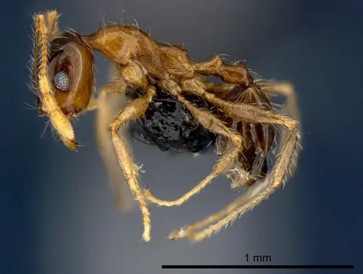Pheidole megacephala specimen CSIRONC0177 image csironc0177_3
