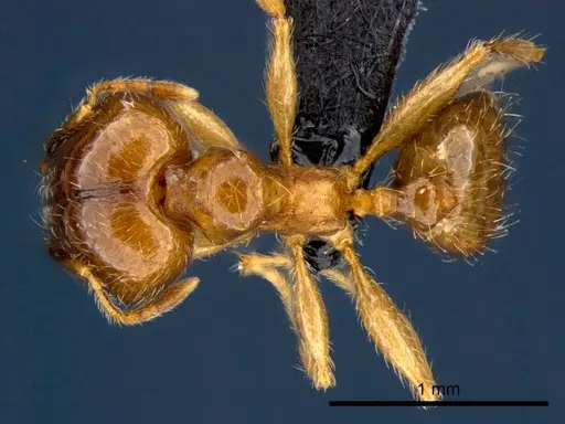 Pheidole megacephala specimen CSIRONC0178 image csironc0178_1