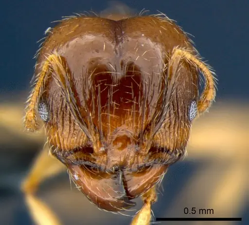 Pheidole megacephala specimen CSIRONC0178 image csironc0178_2