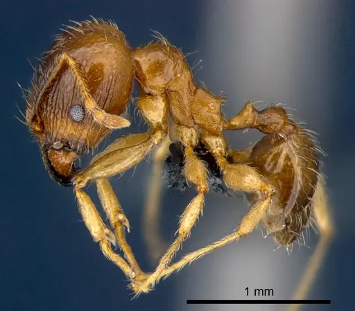 Pheidole megacephala specimen CSIRONC0178 image csironc0178_3