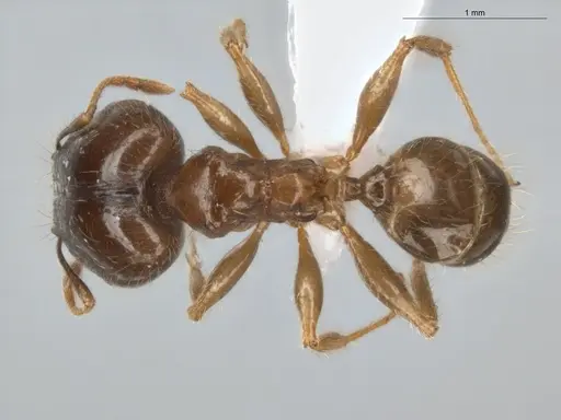 Pheidole megacephala specimen ECOFOG-BUG-0088-01-S image ecofog-bug-0088-01-s_1