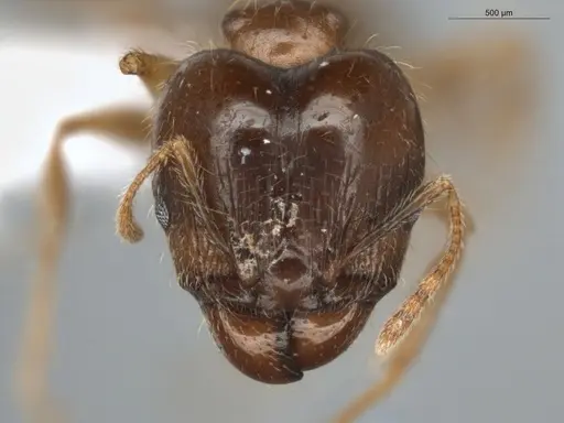Pheidole megacephala specimen ECOFOG-BUG-0088-01-S image ecofog-bug-0088-01-s_2