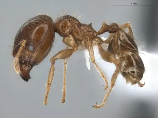 Pheidole megacephala specimen ECOFOG-BUG-0088-01-S image ecofog-bug-0088-01-s_3