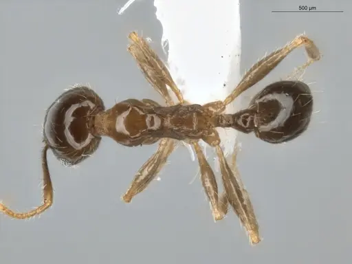 Pheidole megacephala specimen ECOFOG-BUG-0088-01 image ecofog-bug-0088-01_1
