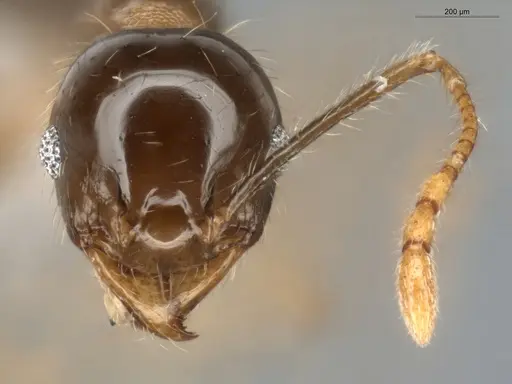 Pheidole megacephala specimen ECOFOG-BUG-0088-01 image ecofog-bug-0088-01_2