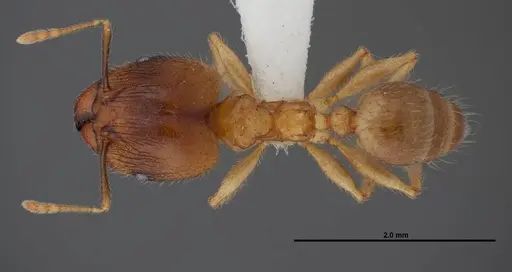 Pheidole megacephala specimen FMNHINS0000078505 image fmnhins0000078505_1