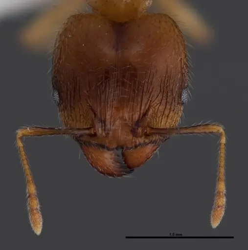 Pheidole megacephala specimen FMNHINS0000078505 image fmnhins0000078505_2