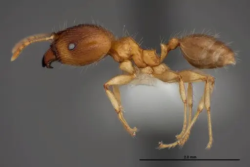 Pheidole megacephala specimen FMNHINS0000078505 image fmnhins0000078505_3
