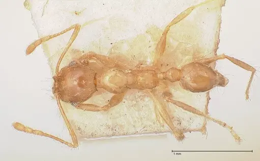 Pheidole megacephala specimen FOCOL0766-1 image focol0766-1_1