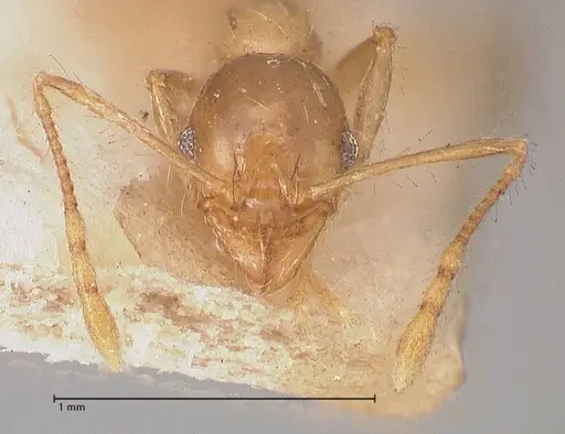 Pheidole megacephala specimen FOCOL0766-1 image focol0766-1_2