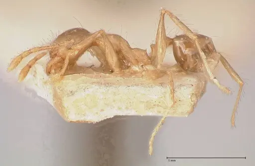 Pheidole megacephala specimen FOCOL0766-1 image focol0766-1_3
