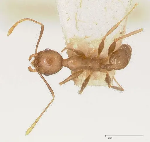 Pheidole megacephala specimen FOCOL0766-2 image focol0766-2_1