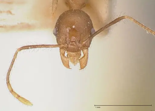Pheidole megacephala specimen FOCOL0766-2 image focol0766-2_2