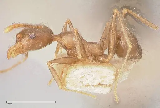 Pheidole megacephala specimen FOCOL0766-2 image focol0766-2_3