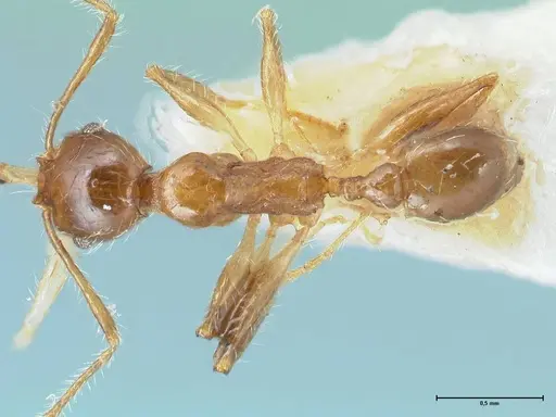 Pheidole megacephala specimen FOCOL1303 image focol1303_1