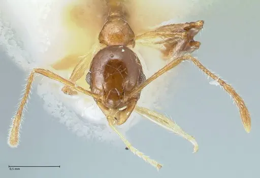 Pheidole megacephala specimen FOCOL1303 image focol1303_2