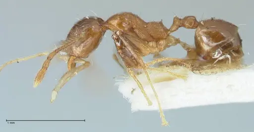 Pheidole megacephala specimen FOCOL1303 image focol1303_3