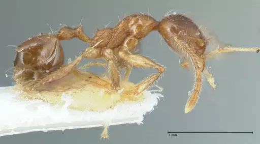 Pheidole megacephala specimen FOCOL1303 image focol1303_4