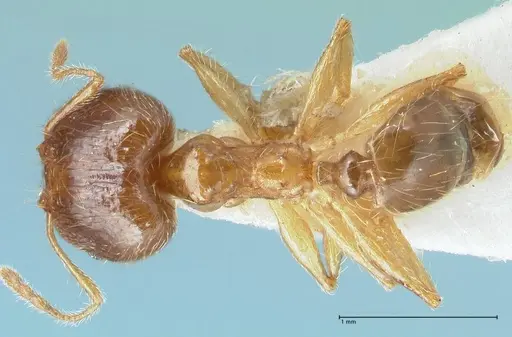 Pheidole megacephala specimen FOCOL1304 image focol1304_1