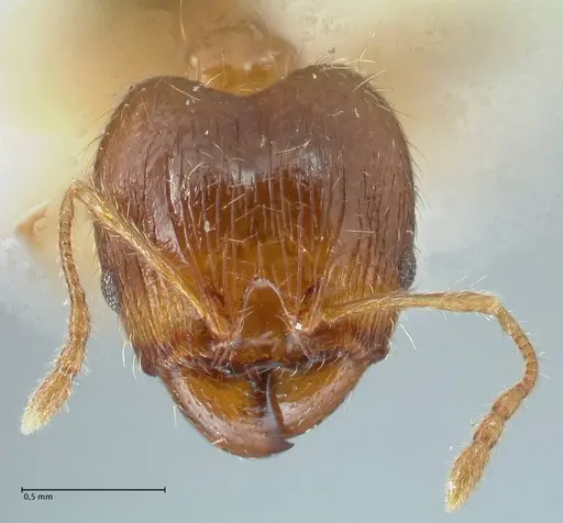 Pheidole megacephala specimen FOCOL1304 image focol1304_2