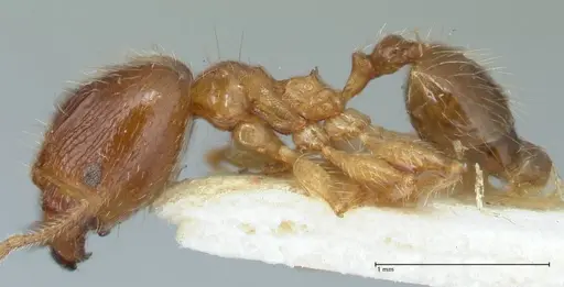 Pheidole megacephala specimen FOCOL1304 image focol1304_3