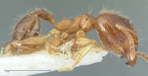 Pheidole megacephala specimen FOCOL1304 image focol1304_4