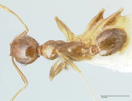 Pheidole megacephala specimen FOCOL1305 image focol1305_1