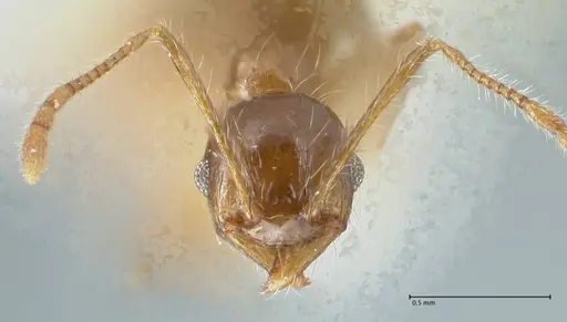 Pheidole megacephala specimen FOCOL1305 image focol1305_2