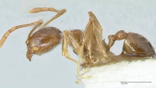 Pheidole megacephala specimen FOCOL1305 image focol1305_3